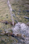 Macro photo